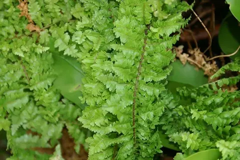 close-up of fluffy ruffles fern with delicate green fronds in natural setting
