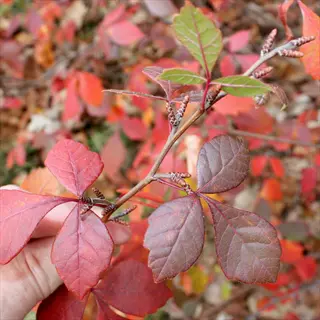 close-up of fragrant sumac (rhus aromatica) branches with vibrant red, orange, and green autumn leaves, held by a hand