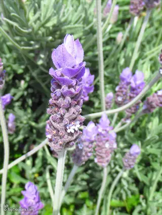 close-up of french lavender dentata flowers with purple blooms and green foliage
