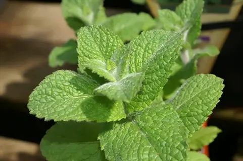 close-up of fuzzy apple mint leaves with hairy texture and vibrant green color