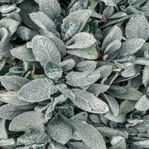 close-up of fuzzy lamb's ear silver foliage with textured leaves