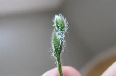 close-up of fuzzy scarlett o'hara morning glory seedling with delicate white hairs, held between fingertips