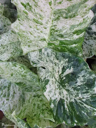 close-up of fuzzy variegated lamb's ear plant leaves with white and green patterns