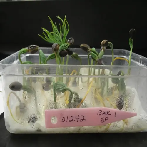 close-up of germinating seeds in a clear plastic container with visible text labels ('01242', '13wk', 'sp')
