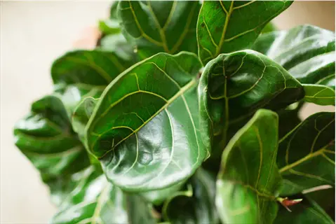 close-up of glossy green curly leaf ficus plant with prominent veining