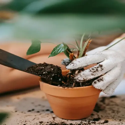 close-up of gloved hands repotting a plant: adding soil to a terracotta pot with a trowel