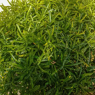 close-up of gold dust croton foliage showing green leaves with characteristic yellow speckles