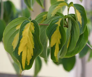 close-up of gold star kousa dogwood leaves with yellow variegation on green foliage