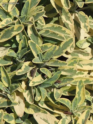 close-up of golden sage herb leaves with green and yellow variegation