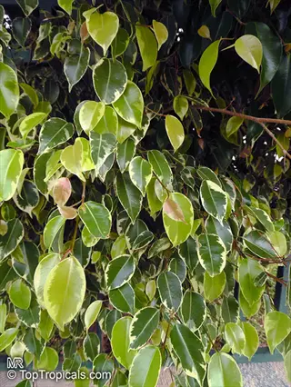 close-up of golden variegated ficus leaves showing green centers and yellow edges with subtle reddish new growth