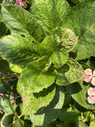 close-up of green leaves with visible thrips flower damage on small pink blossoms