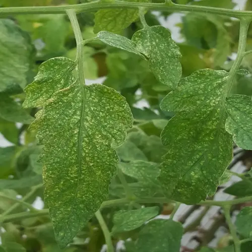close-up of green plant leaves showing spider mite damage with yellow stippling and fine webbing