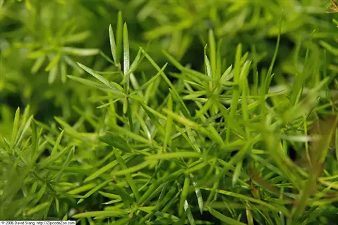 close-up of green sprengeri asparagus fern foliage with fine, feathery leaves