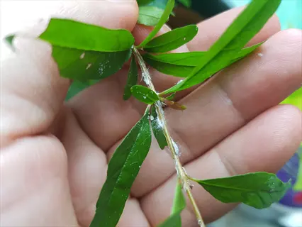 close-up of hand holding mealybugs-infested plant stem with green leaves and white cottony insect masses