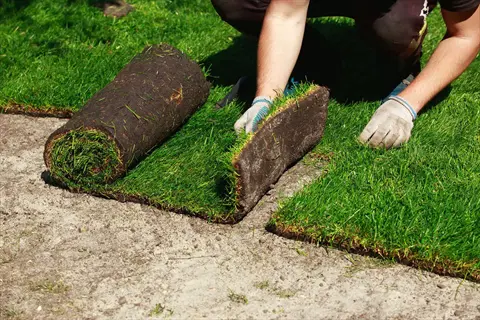 close-up of hands installing rolled raleigh grass sod in a residential lawn