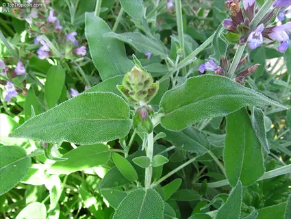 close-up of healthy berggarten sage leaves with visible purple flowers