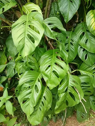 close-up of healthy monstera adansonii plant showcasing its signature fenestrated green leaves in natural outdoor setting