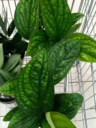 close-up of healthy monstera peru plant with vibrant green textured leaves in a shopping cart