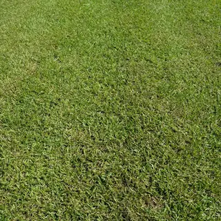 close-up of healthy santee centipede grass turf