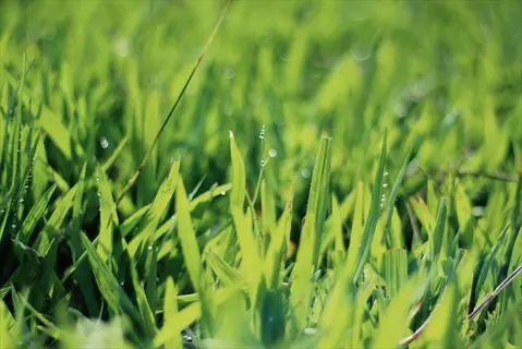 close-up of healthy texas st. augustine lawn with dewy grass blades