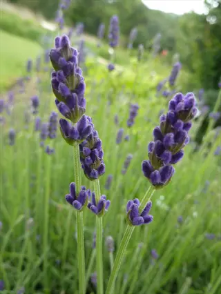 close-up of hidcote lavender blooming among lush green foliage