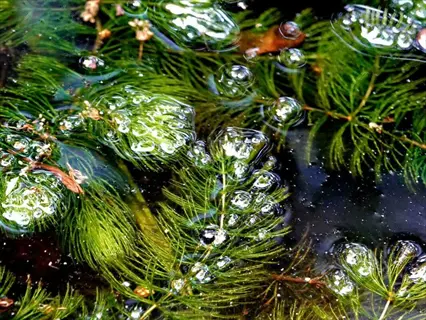 close-up of hornwort aquatic plants (ceratophyllum demersum) with feathery green fronds and trapped air bubbles in dark water