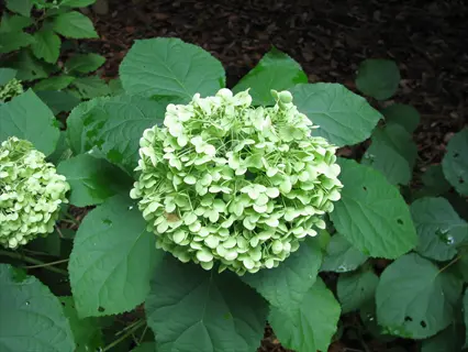 close-up of hydrangea arborescens 'annabelle' (smooth hydrangea) with large green flower heads and lush foliage