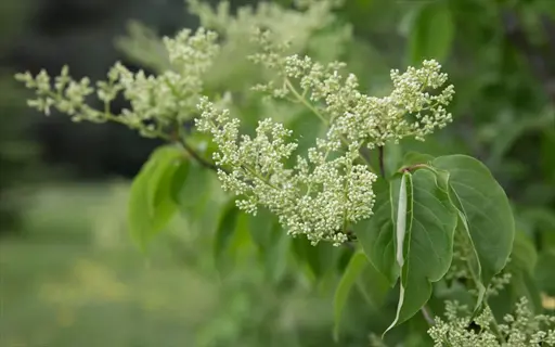close-up of japanese tree lilac blooms with lush green leaves in a natural outdoor setting