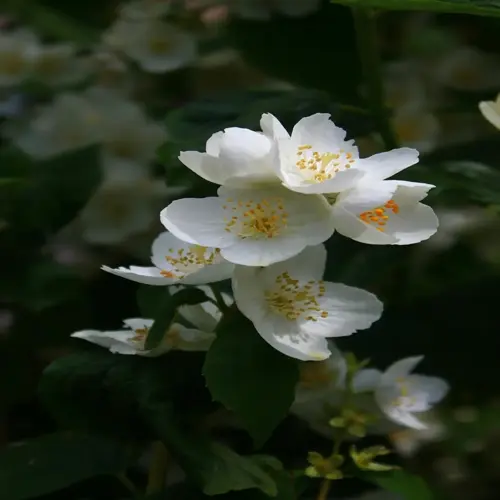 close-up of jasmine flowers blooming with green leaves background