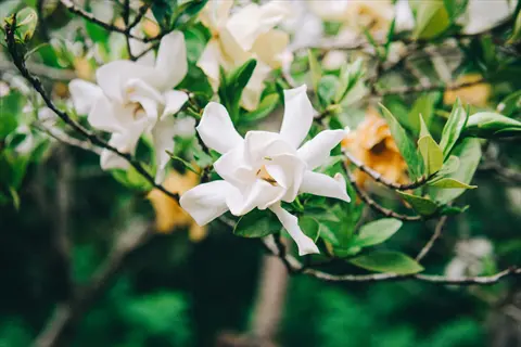 close-up of jubilation gardenia blooms with glossy green leaves on a branch