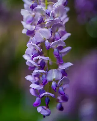close-up of kentucky wisteria blooms cascade with purple and white petals