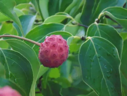 close-up of kousa dogwood berries with textured pink surface on green leafy branch