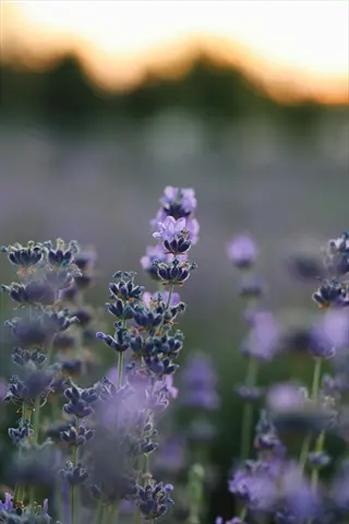 close-up of lavandin lavender flowers in a sunlit field at dusk