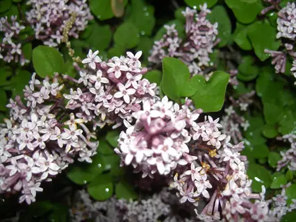 close-up of light purple dwarf korean lilac flowers blooming among green foliage