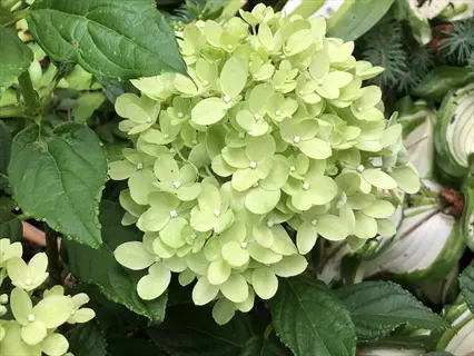 close-up of little lime hydrangea flowers with clusters of light green blossoms and dark green foliage in a garden setting