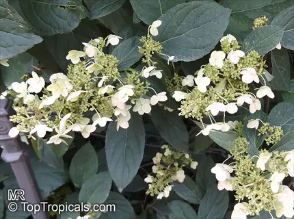 close-up of little lime hydrangea tree with white-green flower clusters and dark green leaves