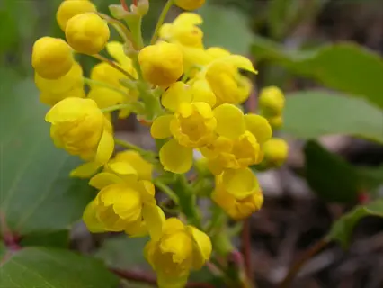 close-up of mahonia yellow flowers cluster with green foliage