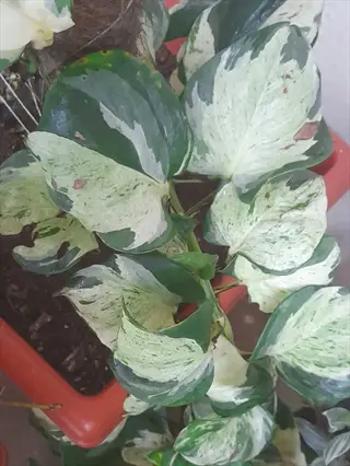 close-up of manjula pothos leaves with distinctive green-and-white variegation in a pot