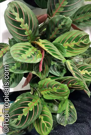 close-up of maranta prayer plant foliage showcasing vibrant green leaves with striking red veins and yellow patterns