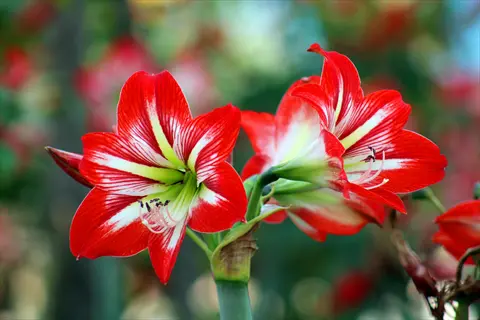 close-up of miniature red amaryllis flowers with white stripes and green centers, two blooms and a bud