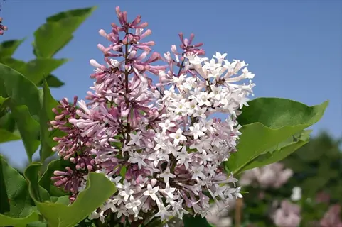 close-up of miss kim lilac flowers with purple and white blossoms against blue sky