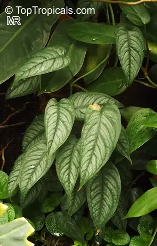 close-up of monstera siltepecana leaves showing silver variegation patterns on green foliage with visible water droplets