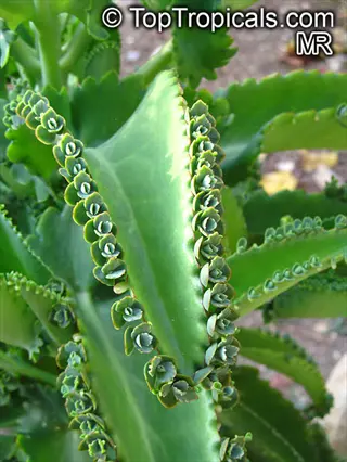 close-up of mother thousands kalanchoe (kalanchoe daigremontiana) leaves with baby plantlets along edges
