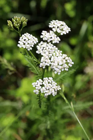 close-up of native white yarrow flowers with delicate green foliage in natural habitat