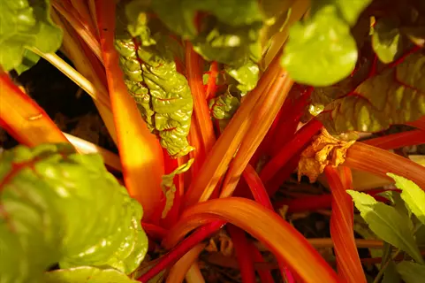 close-up of neon lights swiss chard with large green leaves and vibrant orange-red stems growing in a garden