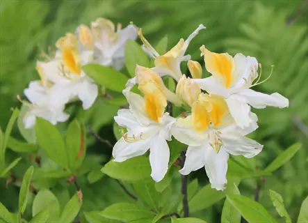 close-up of northern lights azalea blooms with white petals and vibrant yellow centers surrounded by green foliage