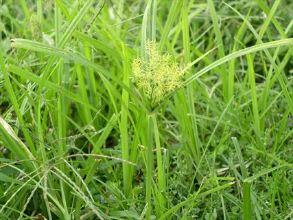 close-up of nutsedge lawn weed with slender green leaves and distinctive yellow-green flower cluster amidst grassy vegetation