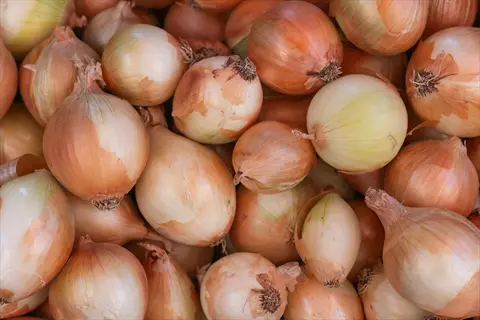 close-up of onions showing papery skin texture and outer skin formation
