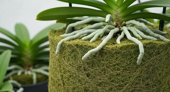 close-up of orchid roots growing on moss-covered bark, showcasing epiphytic growth typical of orchids and epiphytes