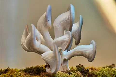 close-up of oyster mushrooms growing on moss